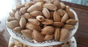 خرید و فروش بهترین بادام مامایی ایران