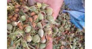 فروش عمده بادام کوهی ۰۹۱۲۰۷۷۴۱۲۸